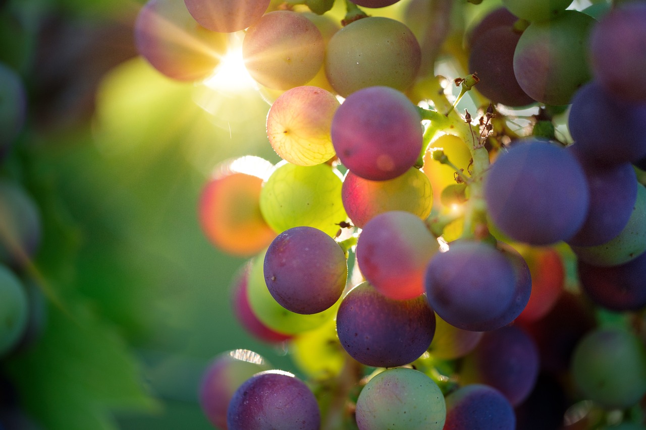 grapes vineyard